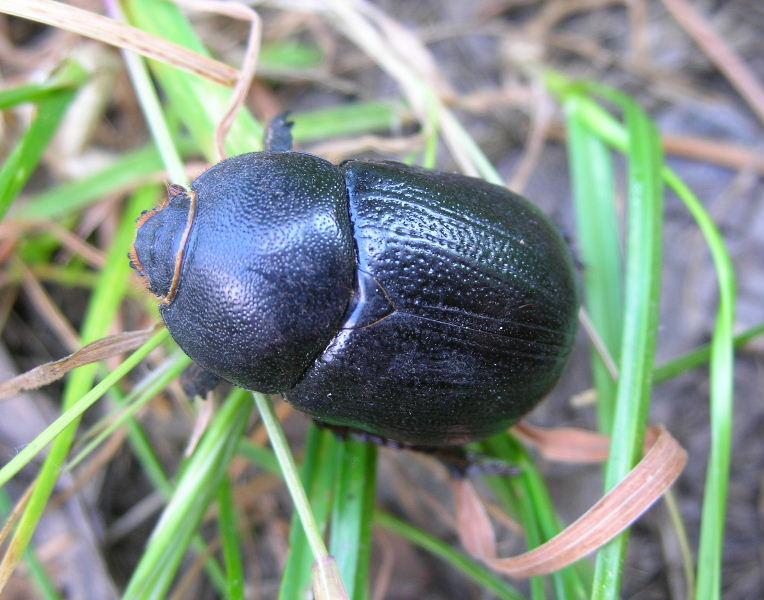 Pentodon bidens